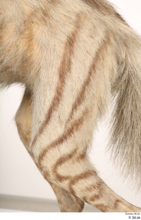 Striped Hyena Hyaena hyaena leg 0052.jpg